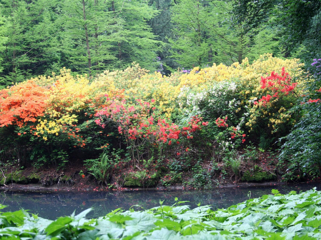Rhododendron-Park Bremen景点图片