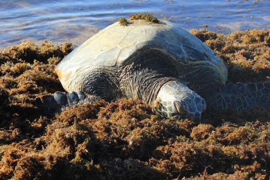 Hawaii Turtle Tours-火奴鲁鲁必去景点