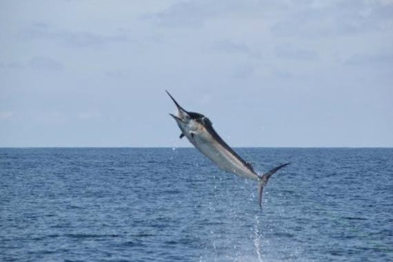Flamingo Sportfishing CR景点图片