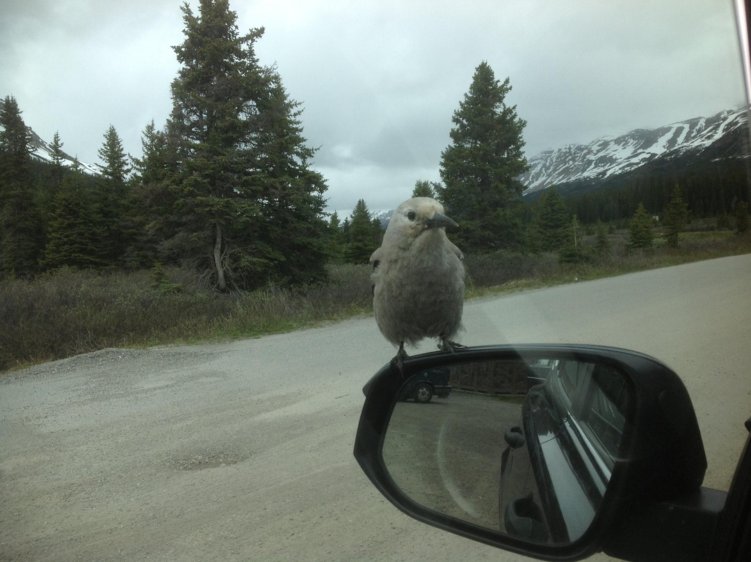 弓湖-班夫国家公园必去景点