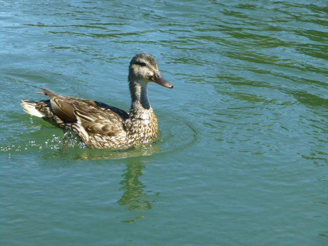 Sunriver Marina-太阳河必去景点