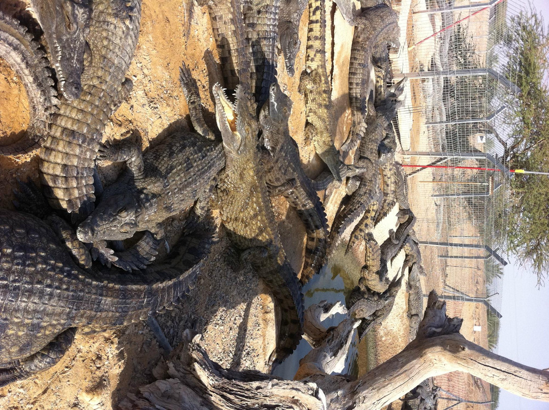 JW Tours Day Tours-Arad必去景点