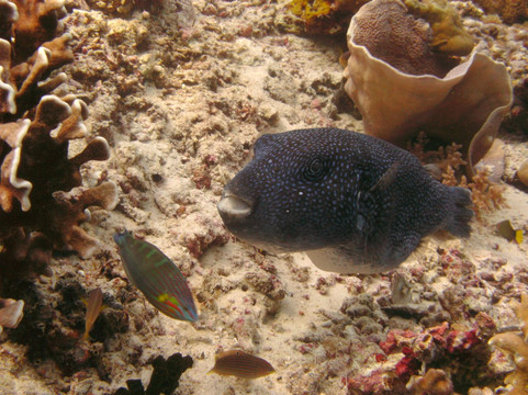 The Blue Abyss Dive Shop-莫阿尔博阿尔必去景点