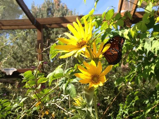 ABQ BioPark Botanic Garden-阿尔伯克基必去景点