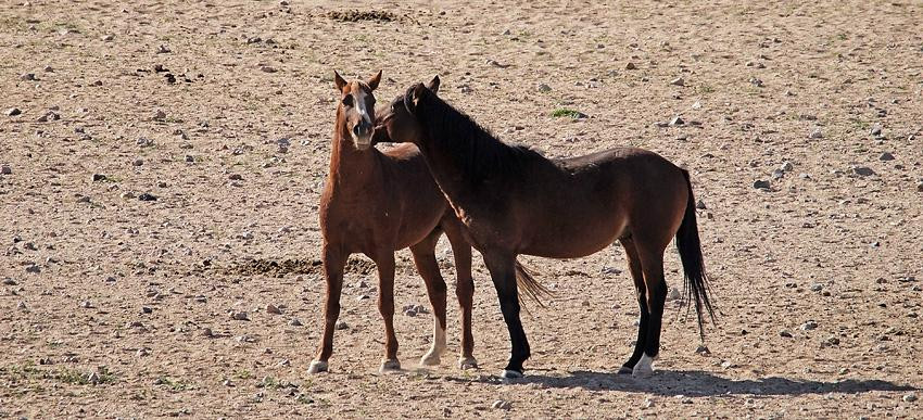Wild Horses of Aus-Aus必去景点