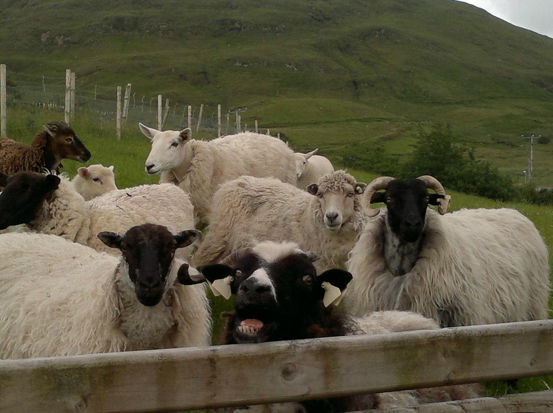 The Sheep and Wool Centre景点图片