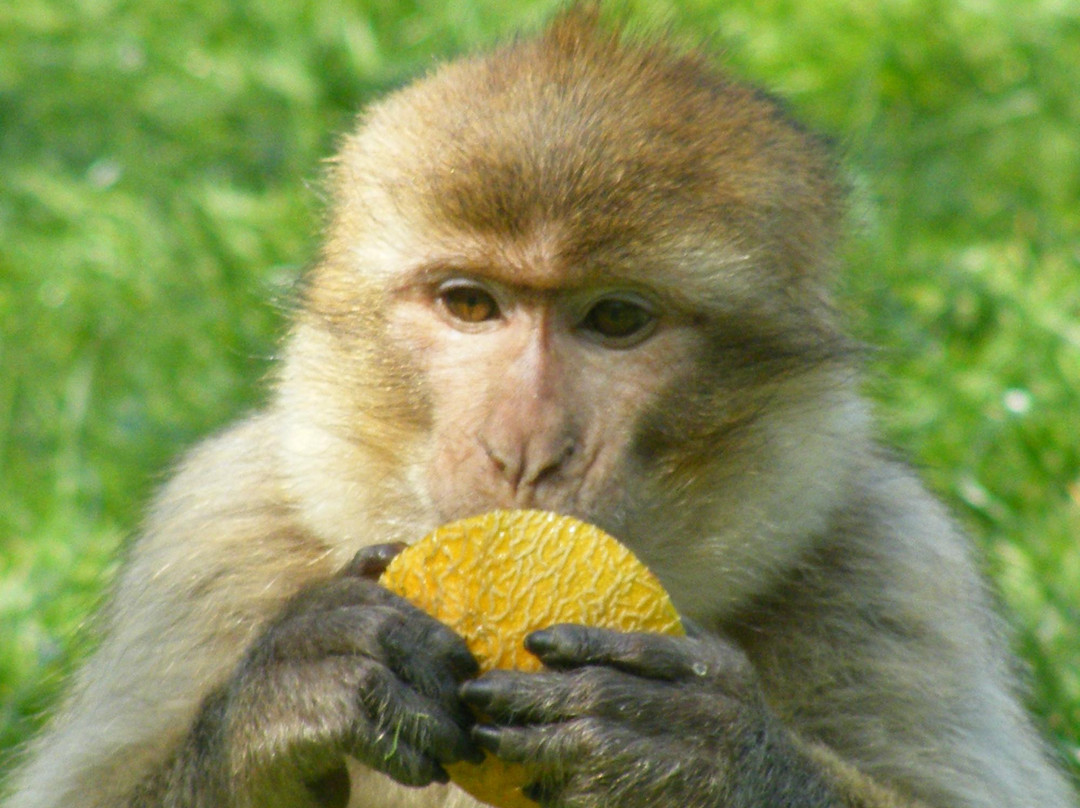Trentham Monkey Forest-特伦特河畔斯托克必去景点