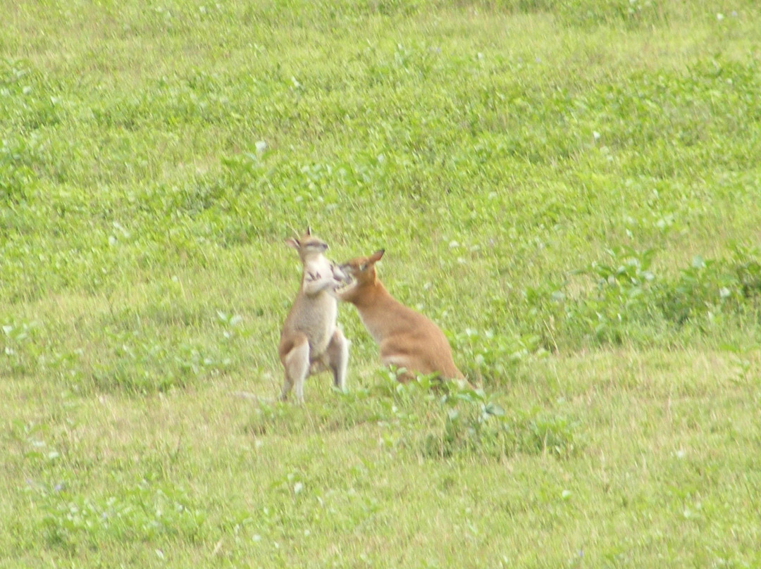 Touring Cairns 4WD Escapes-凯恩斯必去景点