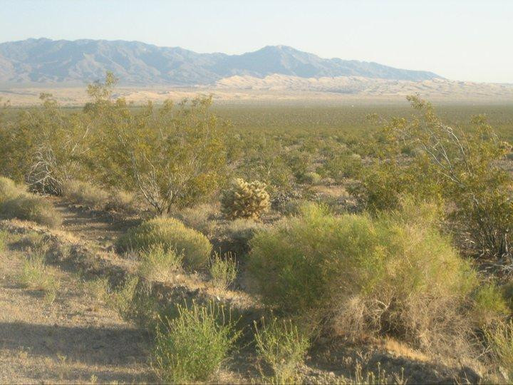 Mojave National Preserve-巴斯托必去景点