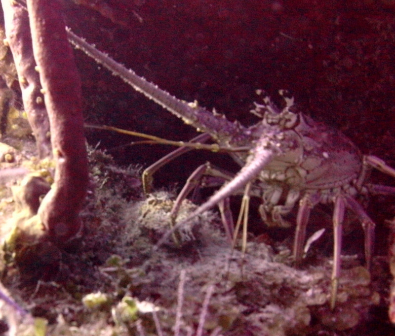 Reef Oasis Dive Club-弗里波特必去景点