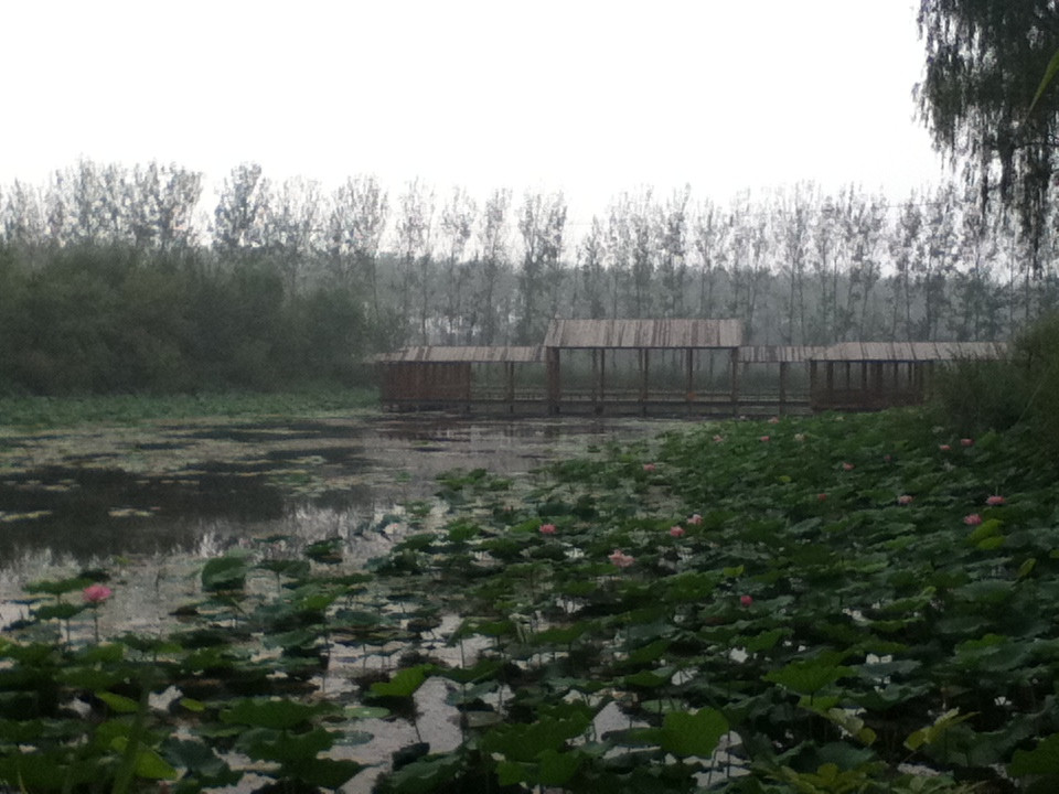微山湖湿地红荷旅游风景区-滕州市必去景点