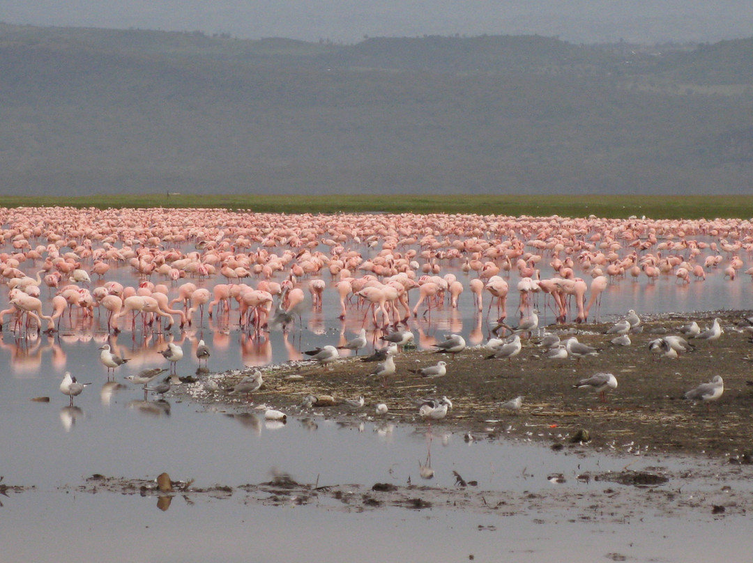 East Africa Adventure Tours and Safaris-马赛马拉国家野生动物保护区必去景点