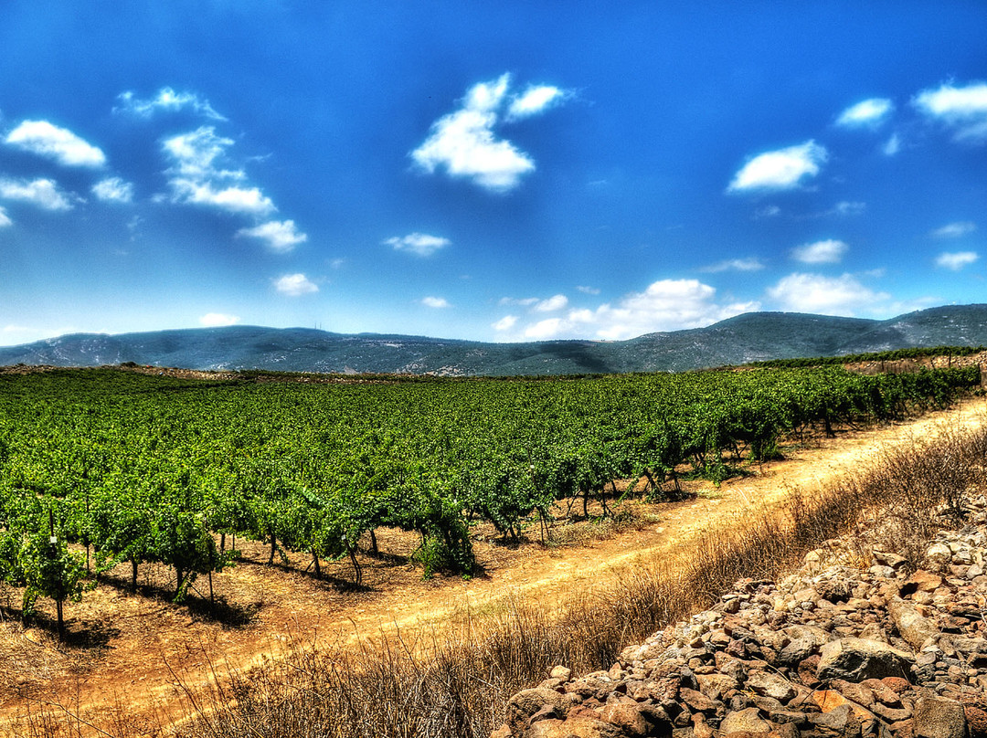 Saslove Winery-Kefar Sava必去景点