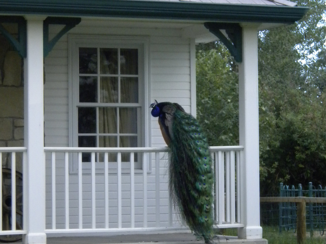 ZooMontana-比灵斯必去景点