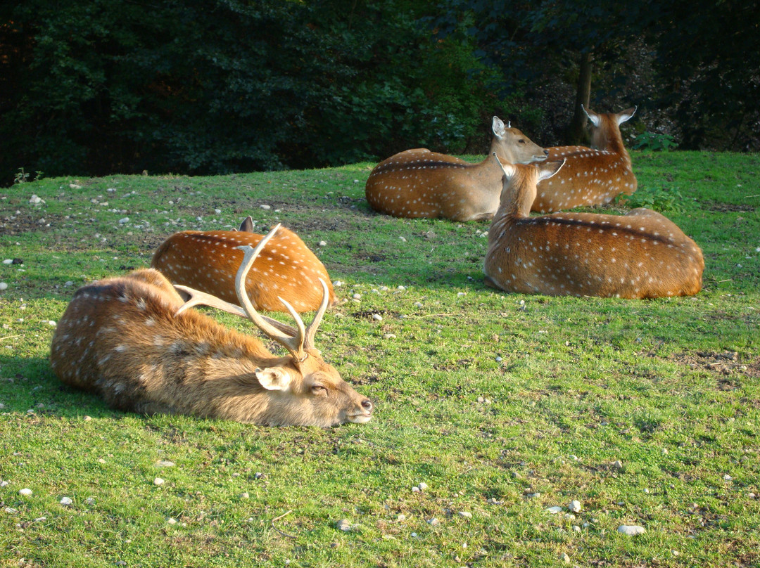 Wildpark Bruderhaus-温特图尔必去景点