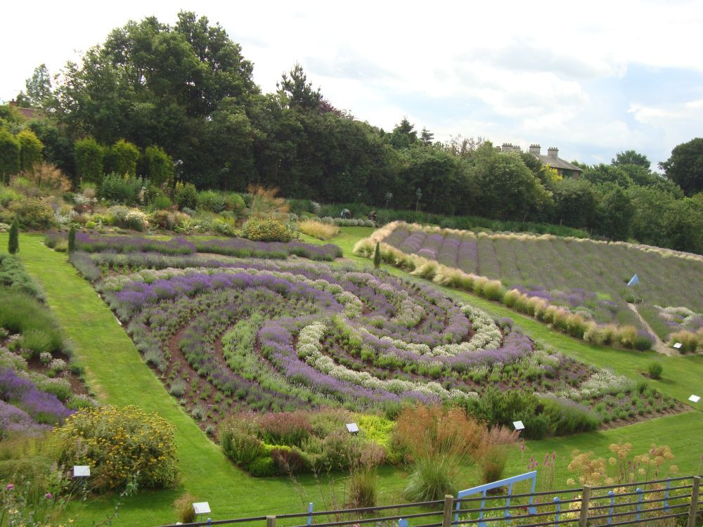 Yorkshire Lavender景点图片