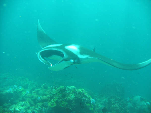 Sea Bees Diving Khao Lak - Day Tours-拉克山必去景点