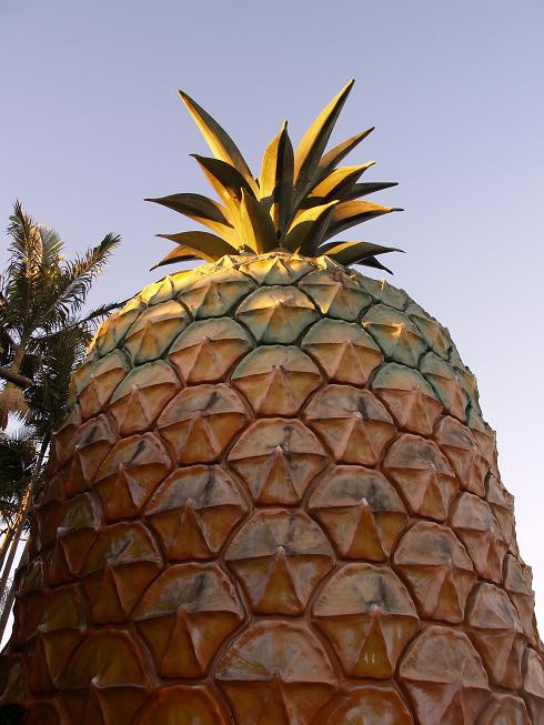The Big Pineapple景点图片