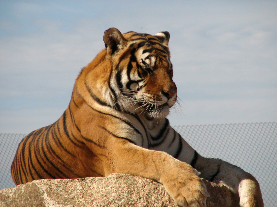 Out Of Africa Wildlife Park-Camp Verde必去景点