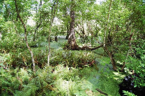 螺旋沼泽鸟兽禁猎区-那不勒斯必去景点