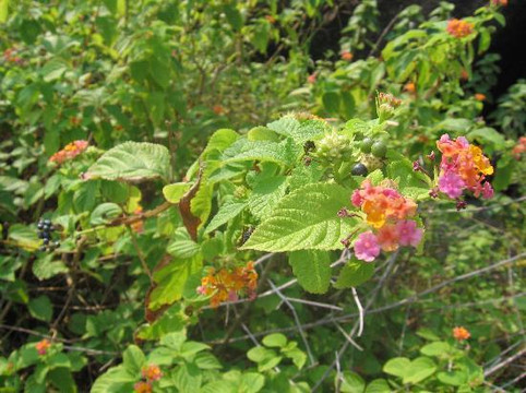 白沥岛-珠海市必去景点