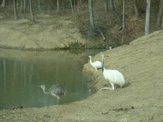 The Farm at Walnut Creek-Sugarcreek必去景点