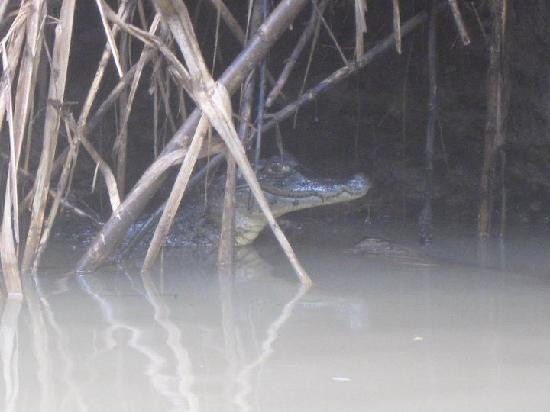 Tortuguero Wildlife Tour景点图片