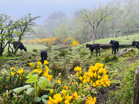 J & J Zan-kreyser Taxis Ltd & Tours-Rothesay必去景点