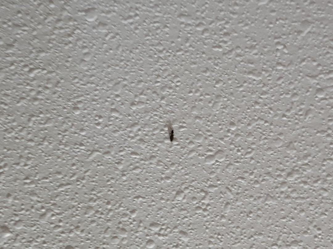 南萨凡纳贝蒙特旅馆套房酒店主图