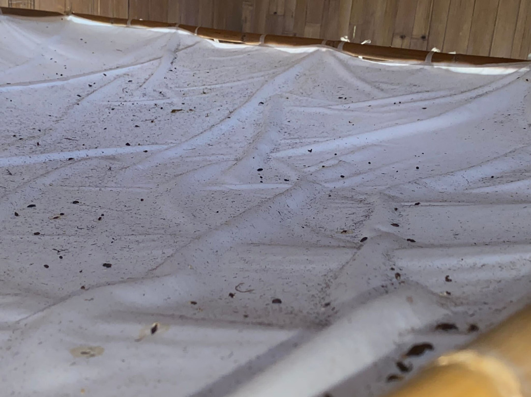 Menjangan Hill主图