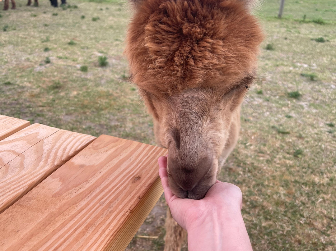 Alpaca Greenhouse景点图片