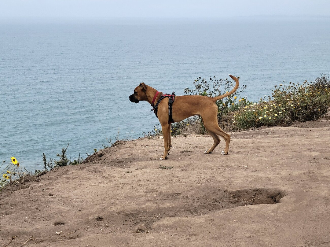 Douglas Family Preserve-圣巴巴拉必去景点