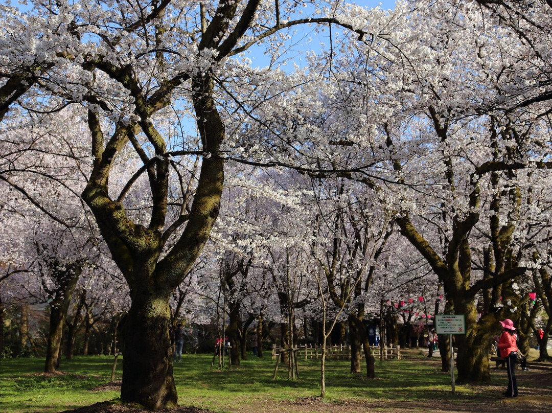 Takaoka Old Castle Park-高冈市必去景点