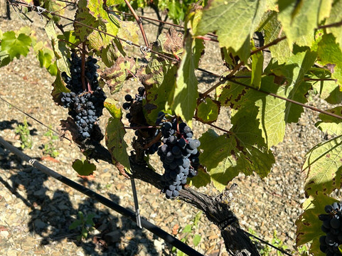 Celler Burgos Porta-Poboleda必去景点