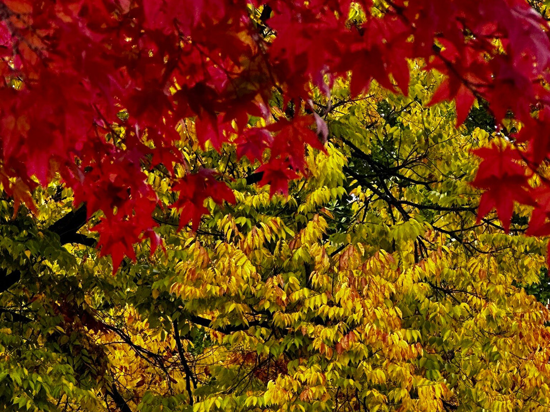 Jeongseon Arirang Festival-旌善郡必去景点