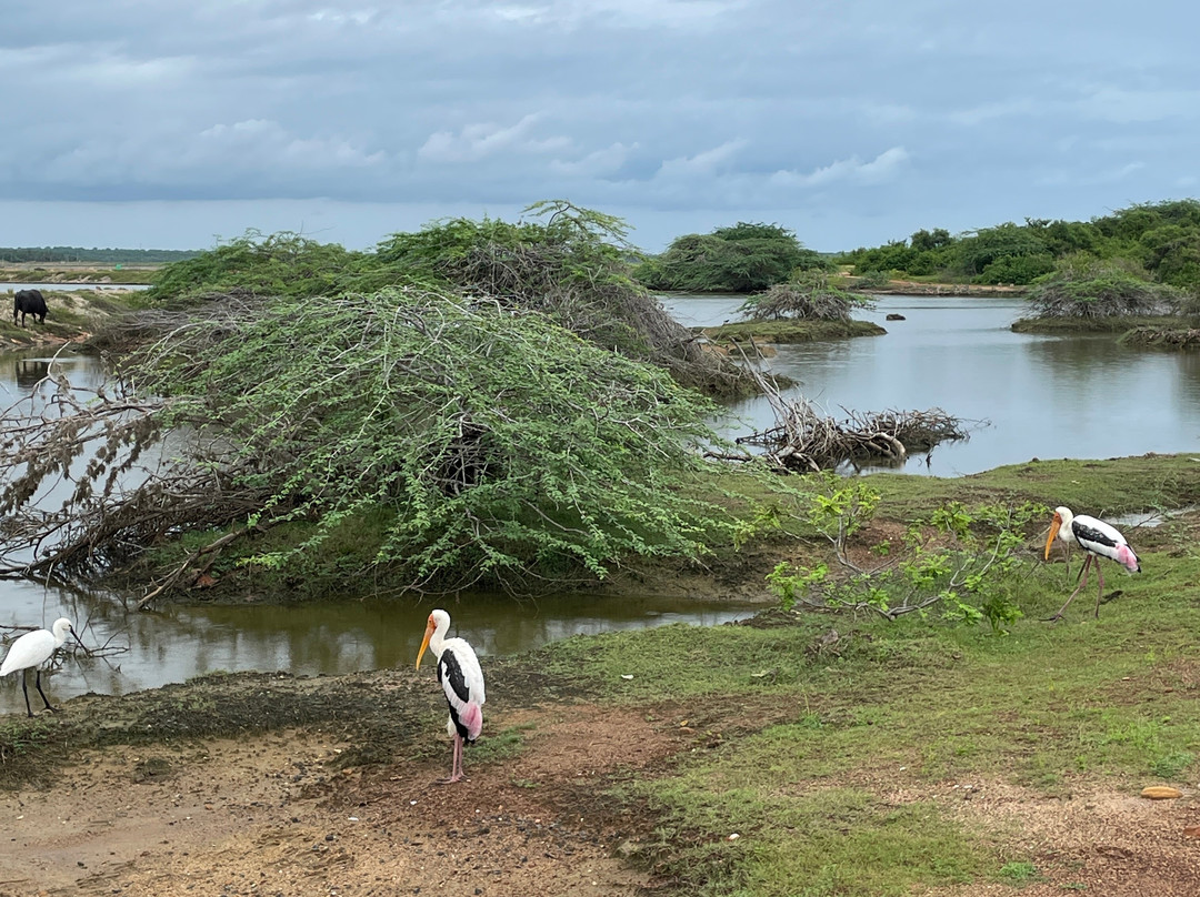 Bundala Wings And Wild Guilde Tours-Hambantota必去景点
