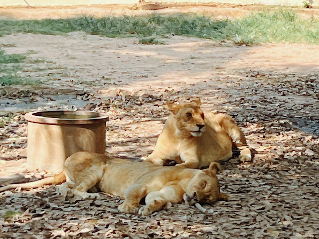 Safari Park Open Zoo景点图片