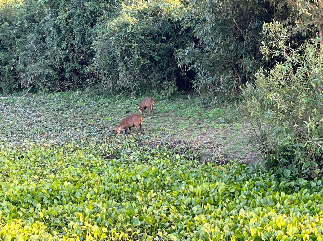 Kaziranga Adventures景点图片