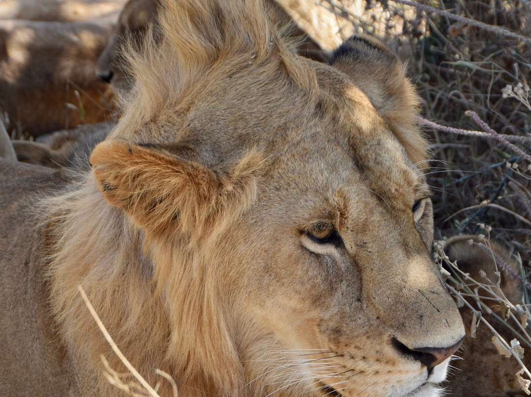 Tour with Kunta-阿鲁沙必去景点