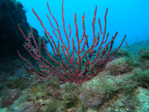 Leagues Ahead Diving-英国人海滩必去景点
