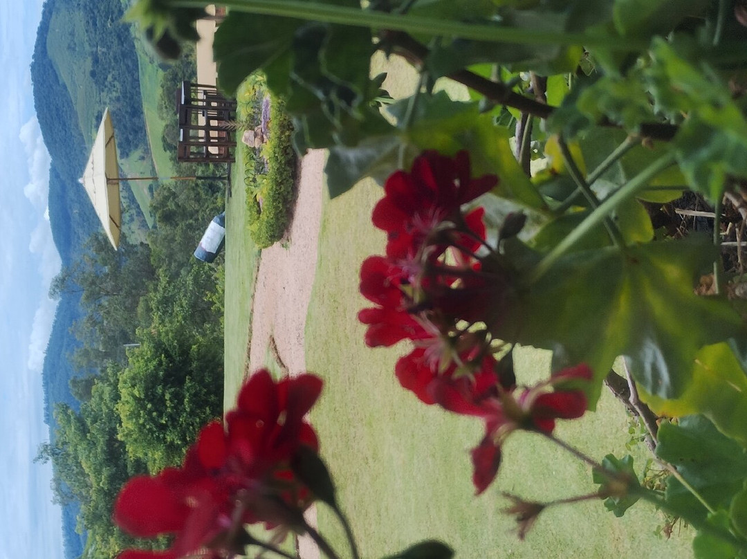 Vinícola Terrassos-Amparo必去景点