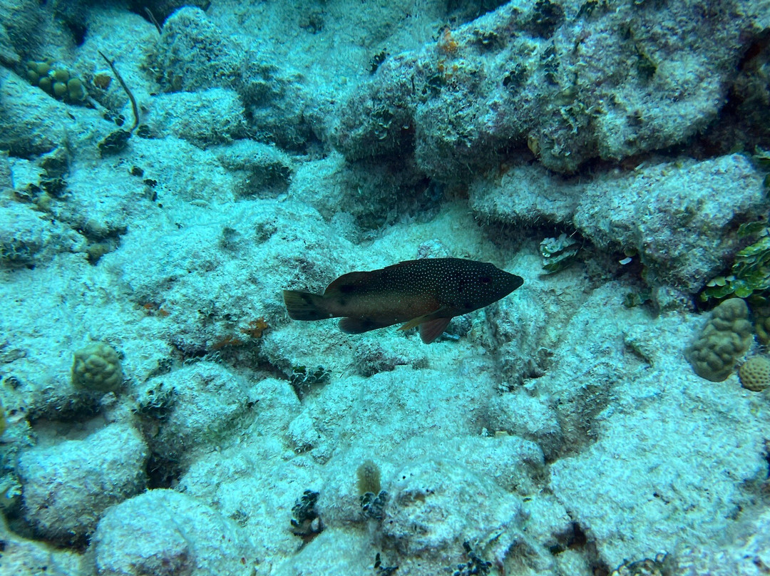 Library Reef-Grand Turk必去景点