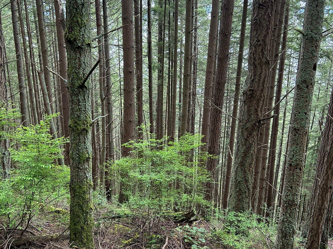Oyster Dome Trail-Bow必去景点