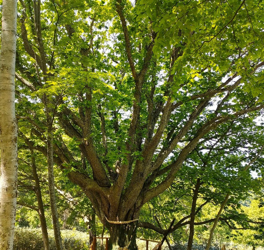 Sembon Nara-石狩市必去景点