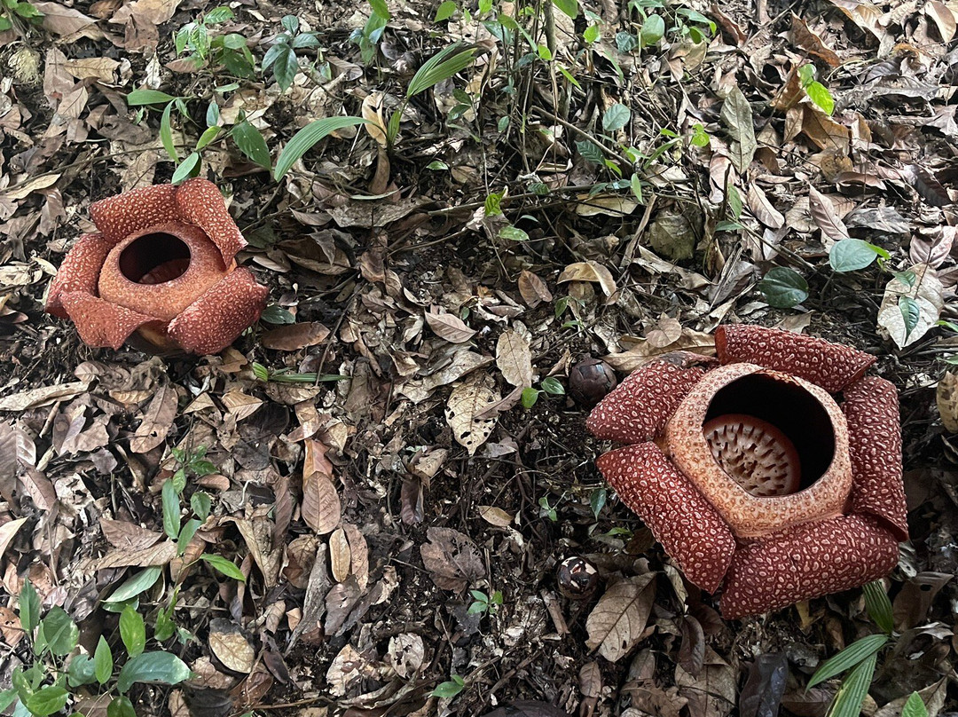 Adenna Rafflesia Garden-Poring必去景点