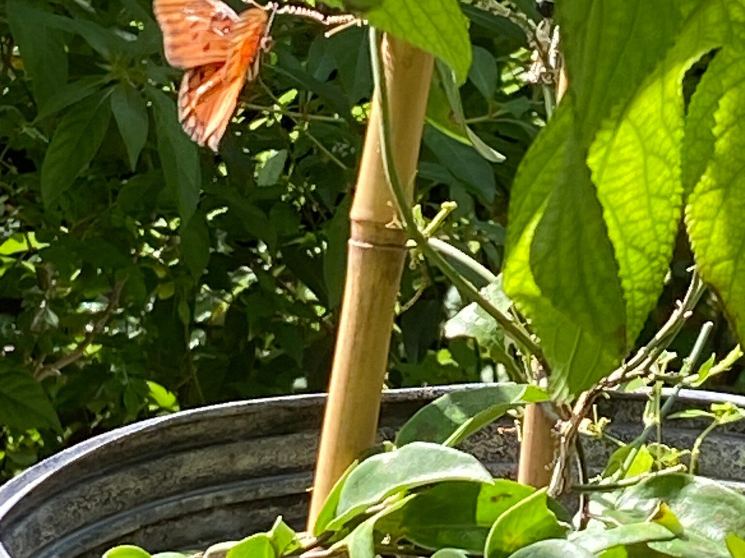 Tom Allen Memorial Butterfly House-开普科勒尔必去景点