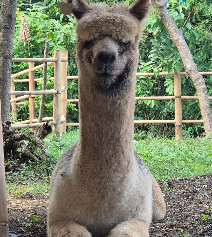 Pacha Alpaca-Beraban必去景点