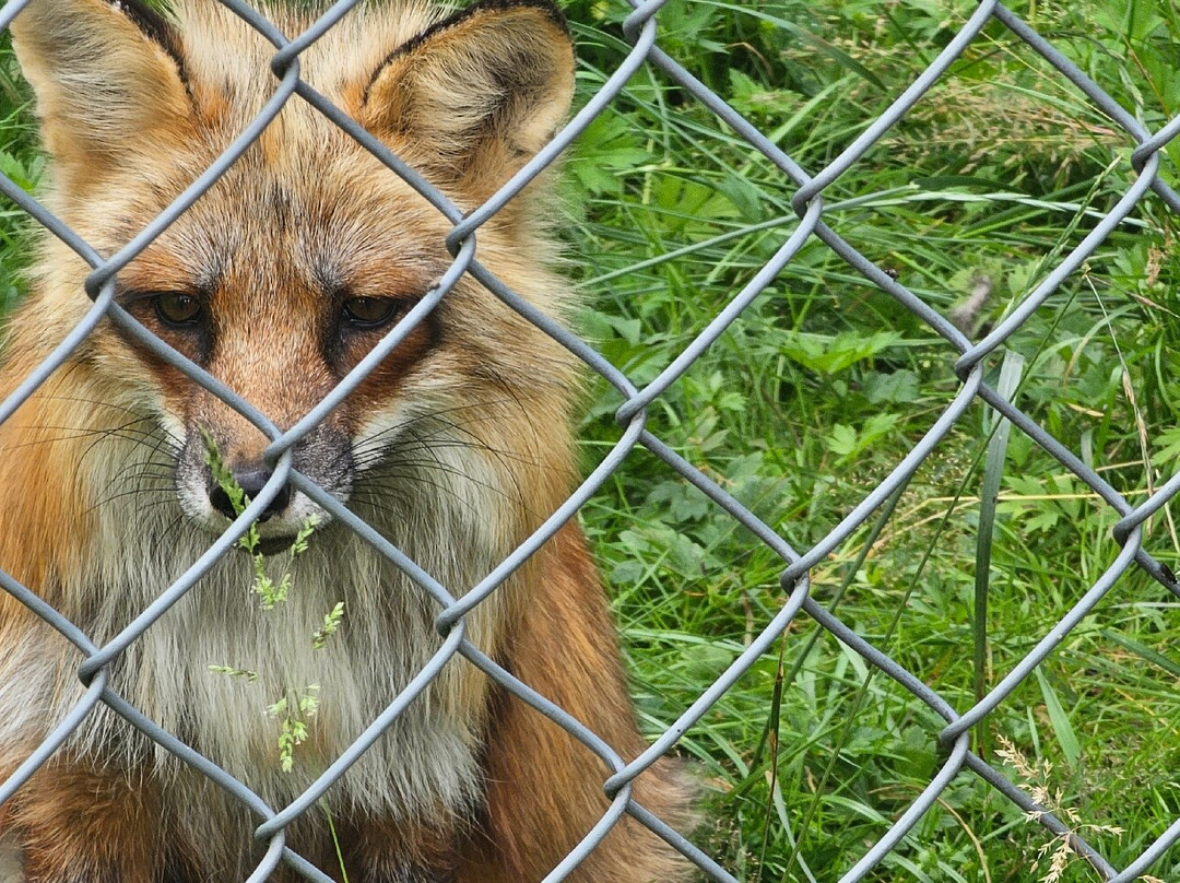 Scandinavian Wildlife Park景点图片