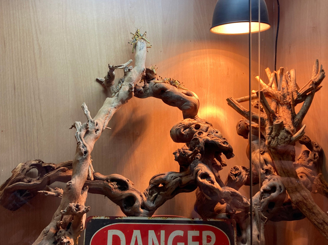 Isle of Wight Reptilarium-雅茅斯必去景点