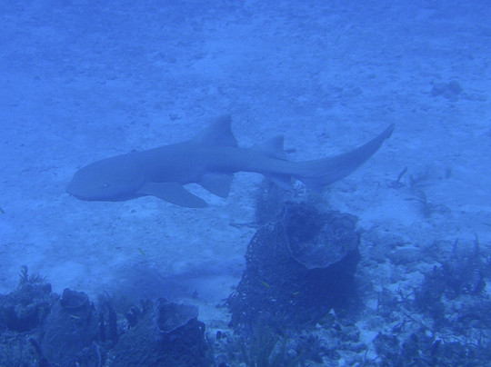 Scubatyme Scuba Charters-庞帕诺比奇必去景点